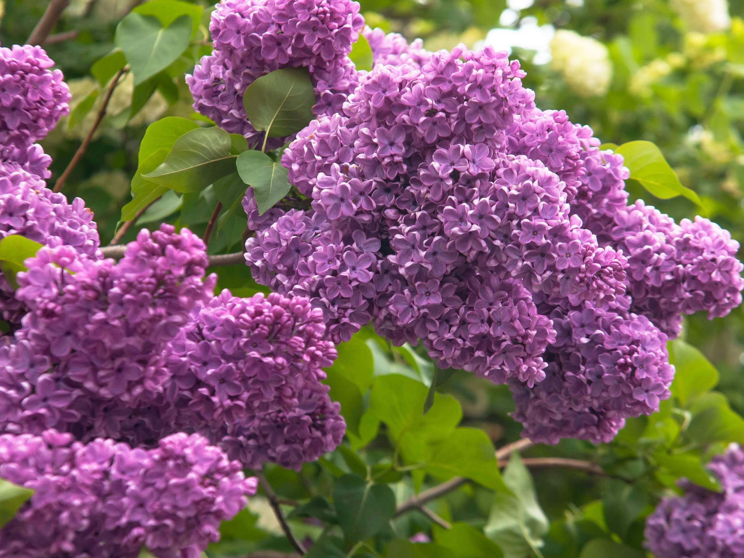 Syringa vulgaris гортензия