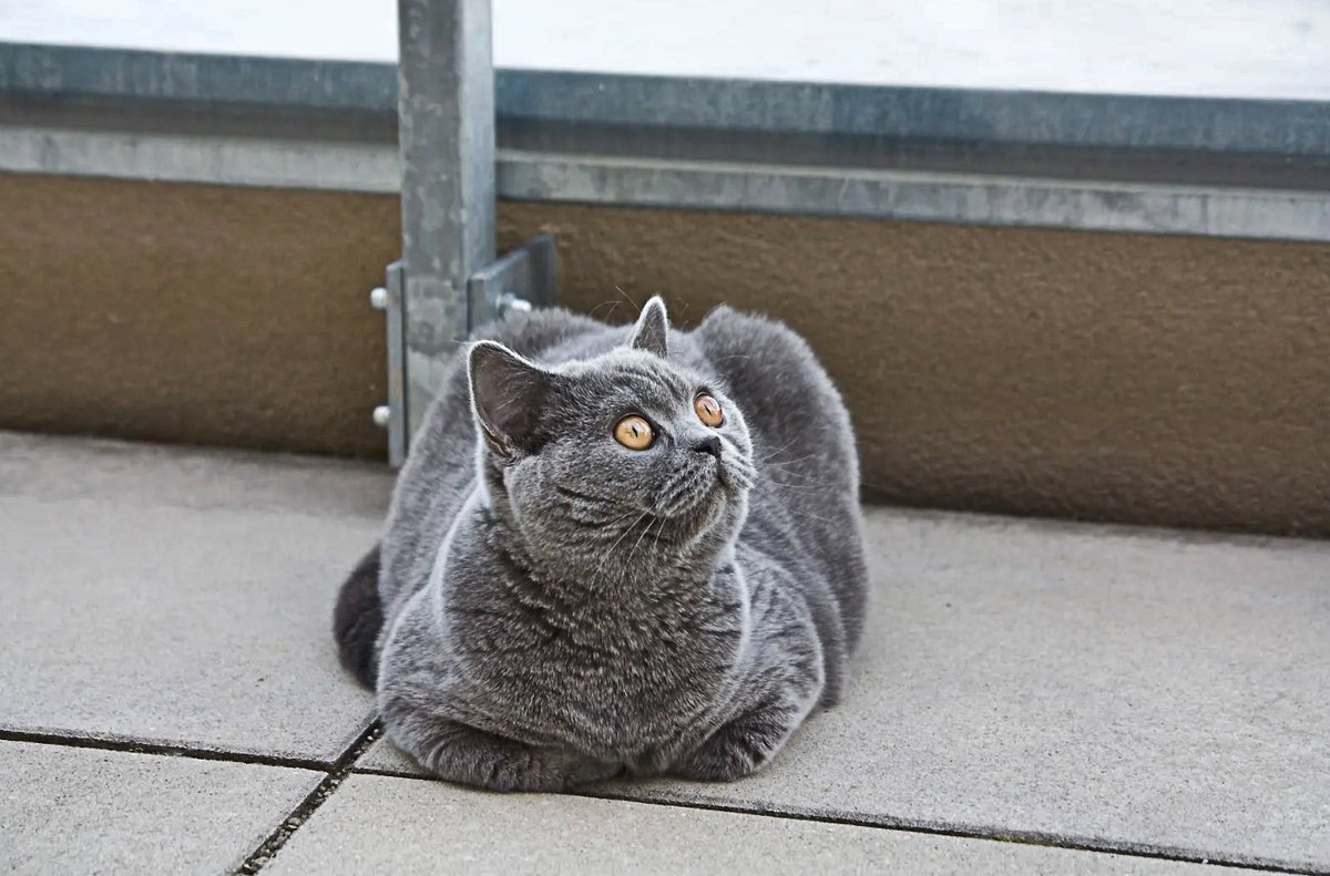 Кошка пожала под себя лапки