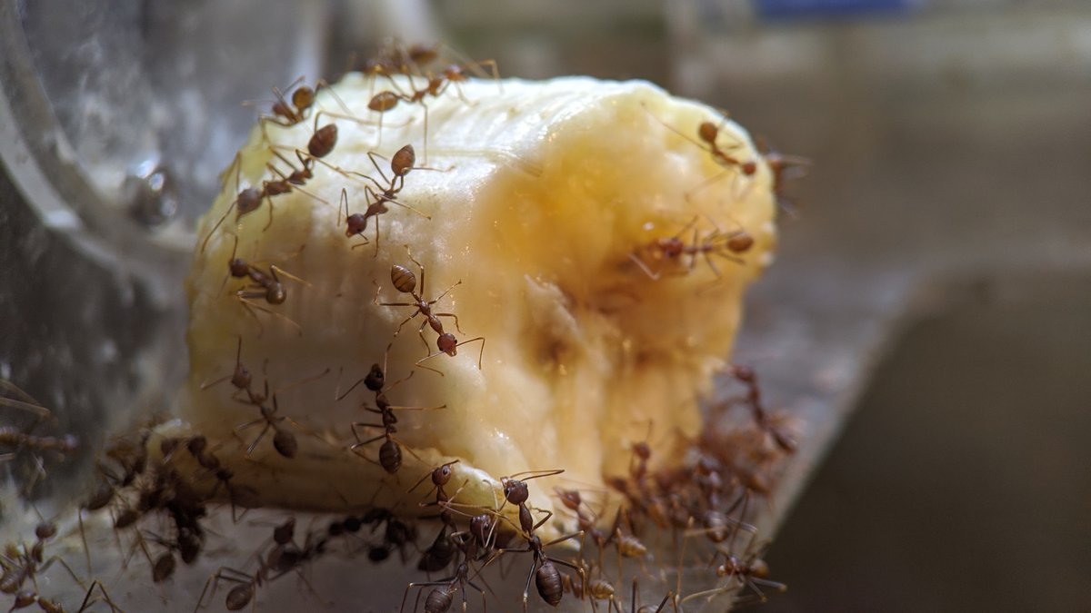 Отрава от муравьев с борной кислотой и банановой кожурой рецепт с фото