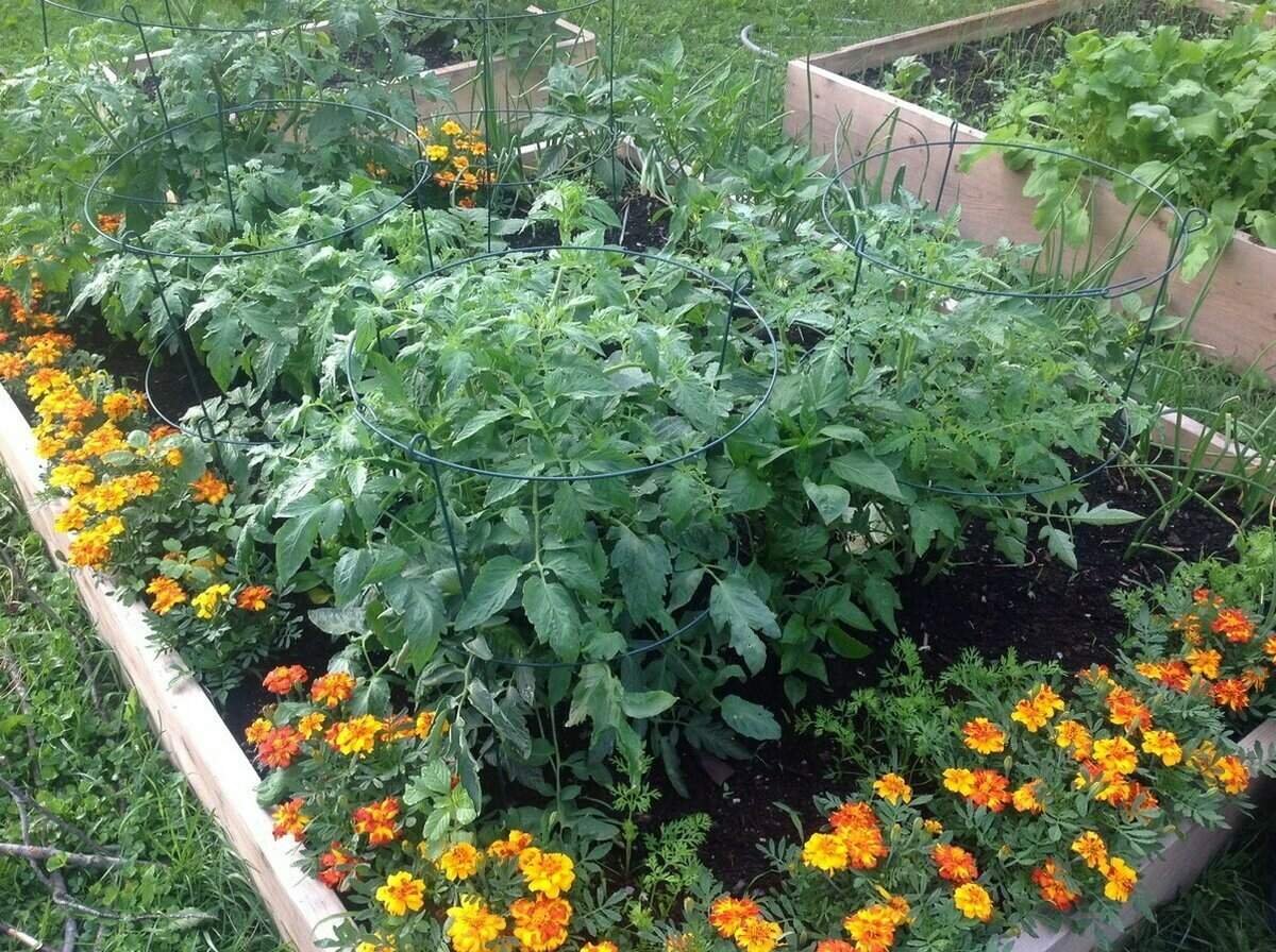 Можно ли посадить помидоры рядом. Бархатцы морковные. Бархатцы на овощных грядках. Мульчировать бархатцы. Котовник и бархатцы.