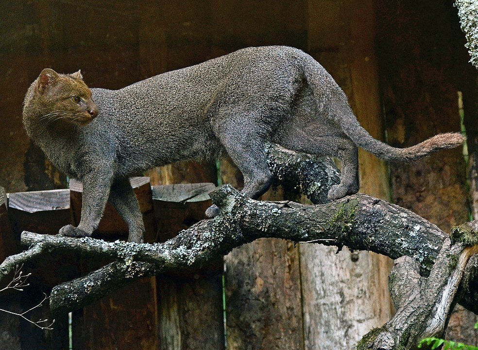 Ягуарунди кошка фото