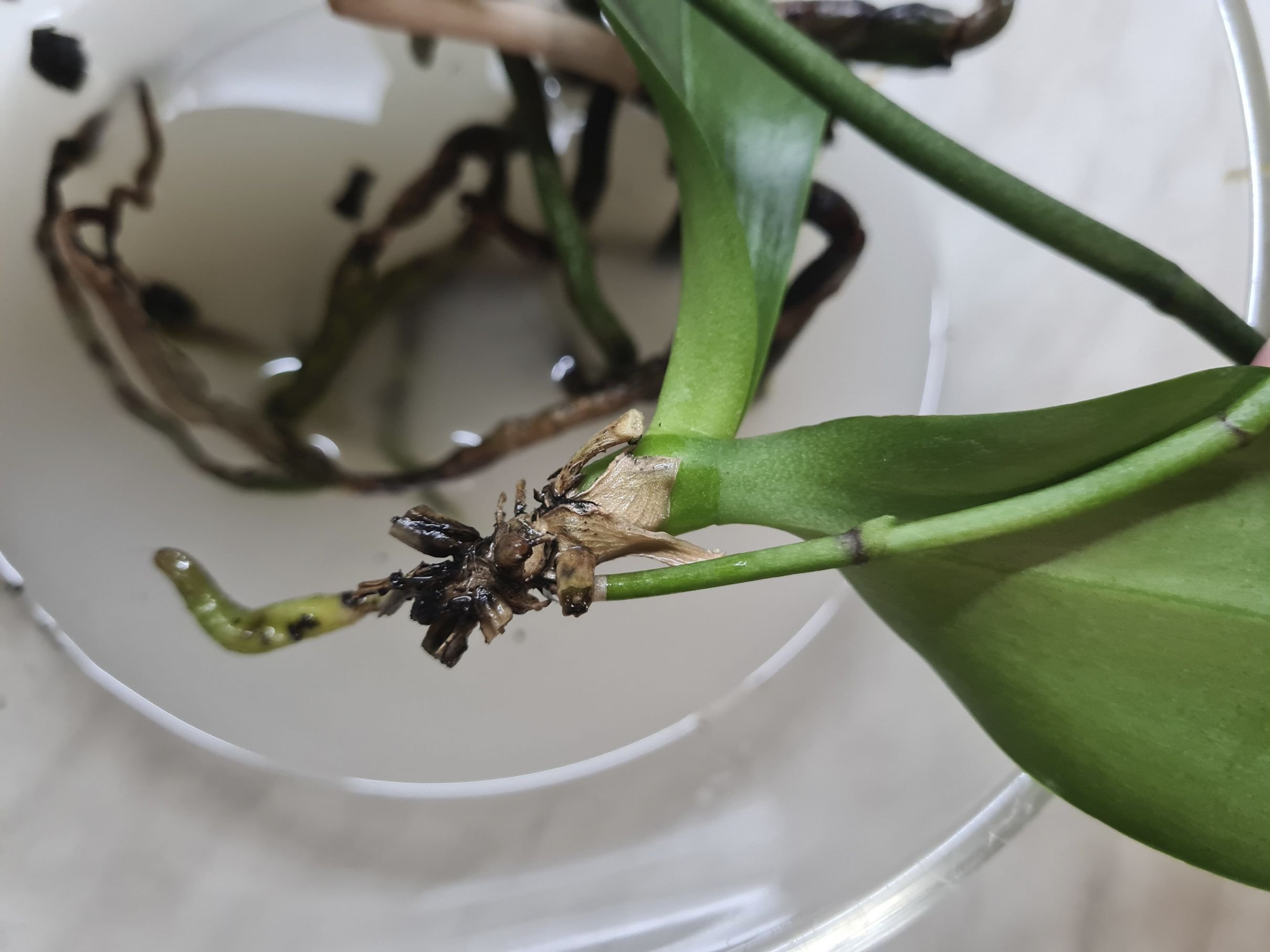 Грунт для орхидей биомастер. Удобрение жидкое для орхидей биомастер\. Рисовая вода для орхидей. Charming crystal water орхидея. Рисовая вода для орхидей.