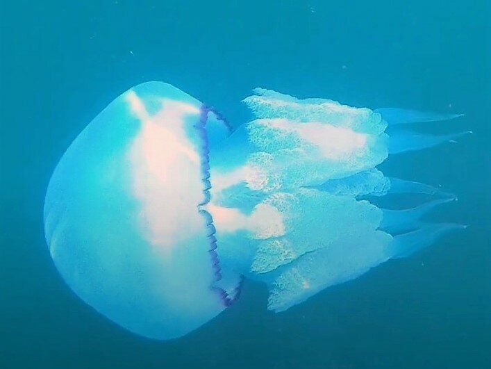 Медуза большая в черном море