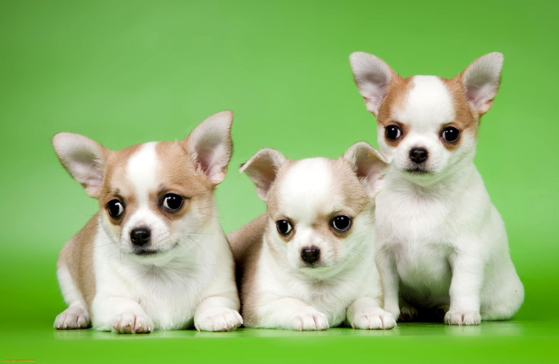 Породы собак маленьких размеров для детей квартиры с фотографиями и названиями