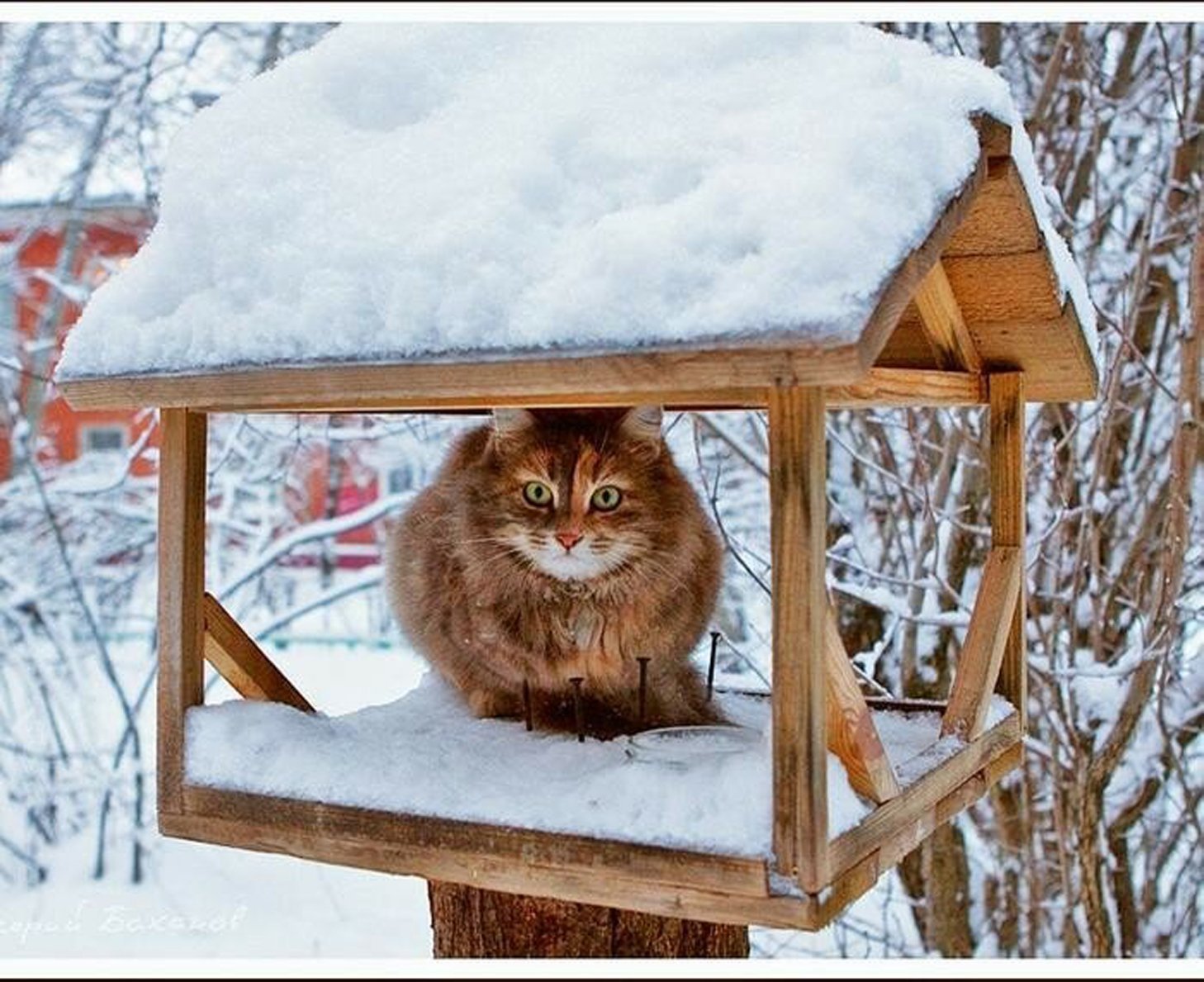 Кот в птичьей кормушке