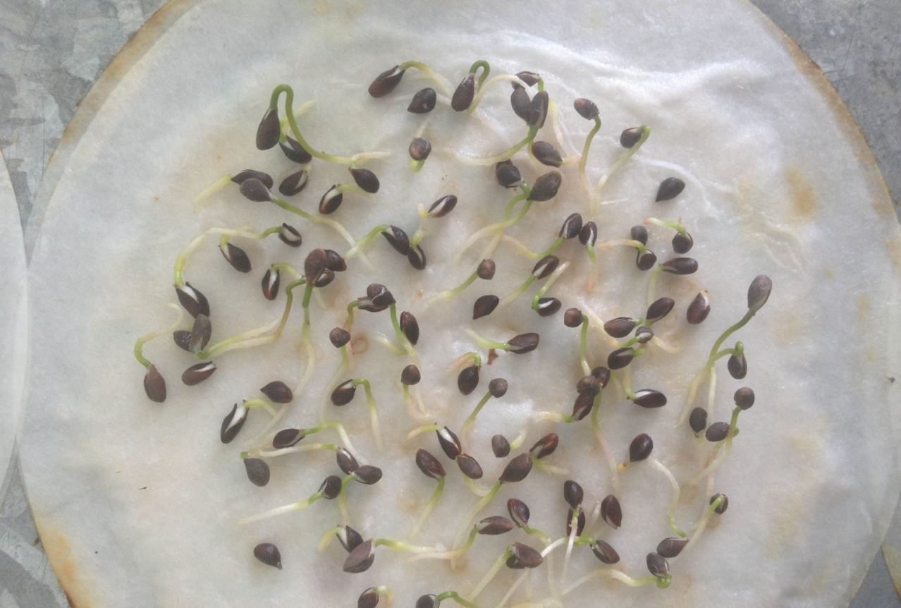 проростки семян подсолнечника. семя тыквы. прорастание семян подсолнечника по дням. прорастание семечки подсолнуха. стаканчики для семечек.