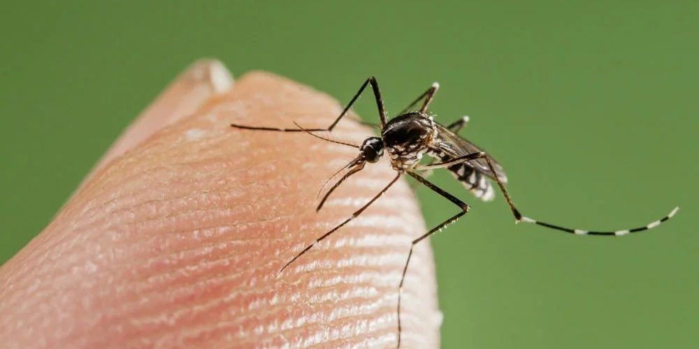 Почему комары некоторых людей кусают чаще, чем других