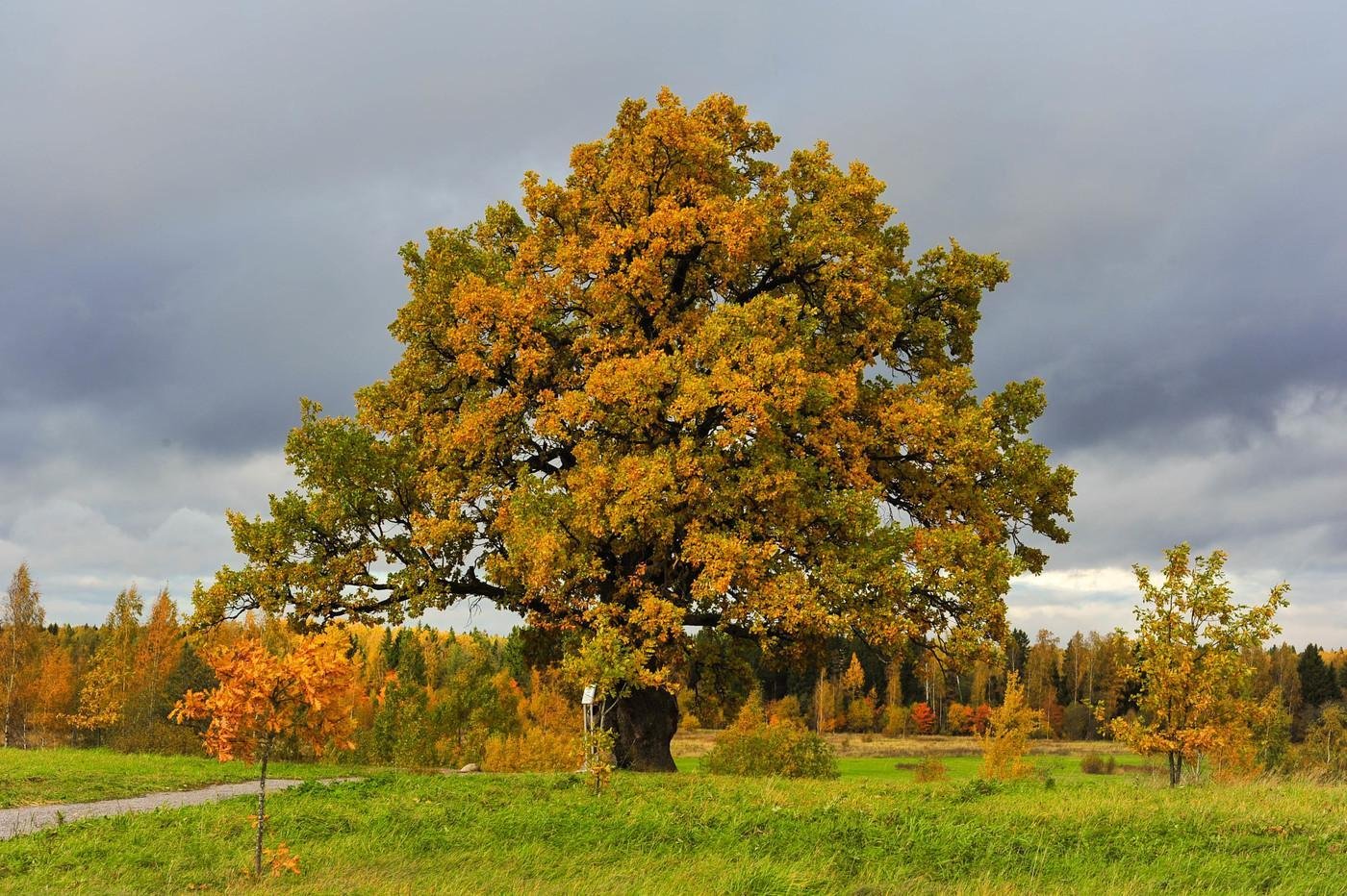 Дуб черешчатый (обыкновенный) - Quercus Robur