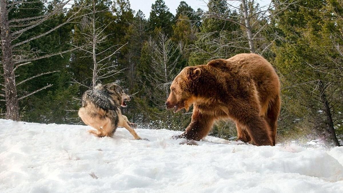 Волк против медведя. Медведь Гризли против Волков. Медведь охотится.