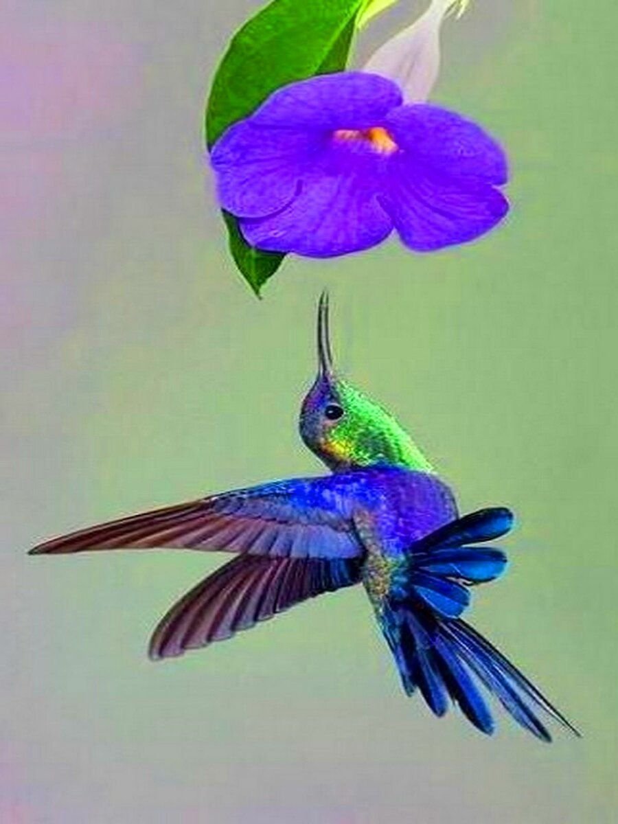 Вымпелохвостый колибри ямайка. Колибри символ чего. Topaza pella колибри. Логотип с птичкой колибри. Птичка нектарница.