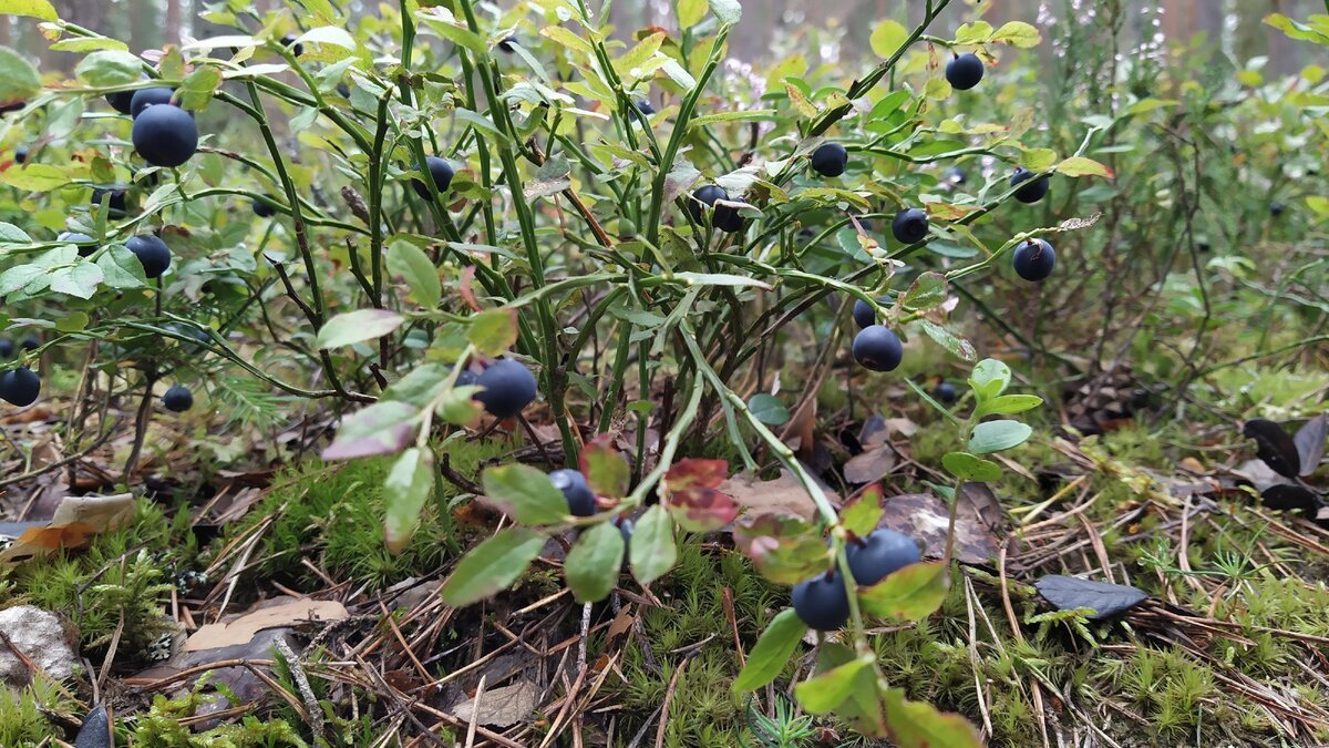 черника. черника лесная. лесные ягоды черника. в каких лесах растет черника. черника ягода куст.