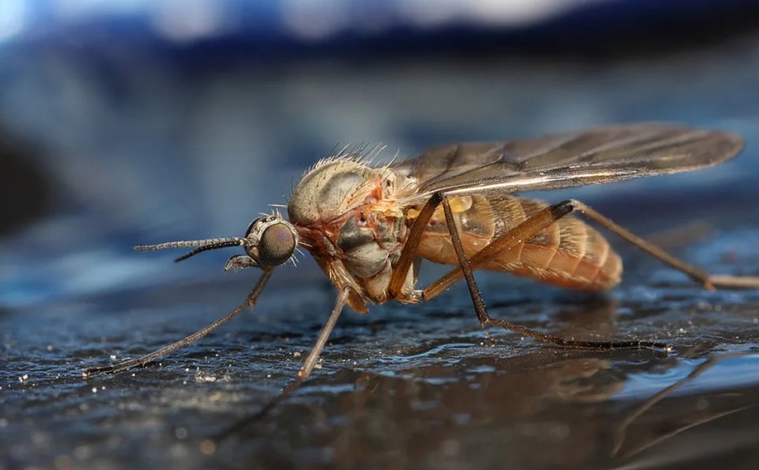 Комар малярийный комар членистоногие двукрылые. Кровососущие насекомые комары. Двукрылые комары. Кровососущие Двукрылые насекомые. Москит двукрылый.