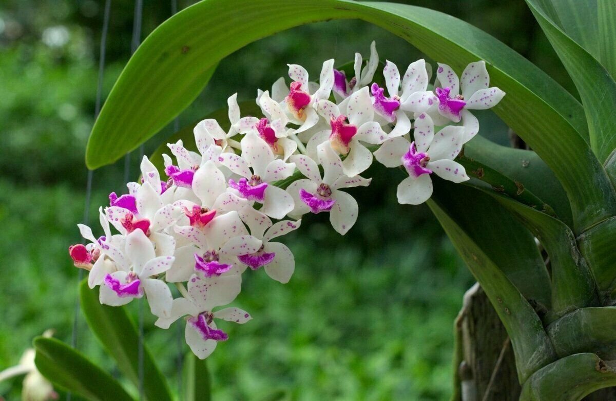 Que hacer cuando orquídea pierde flores