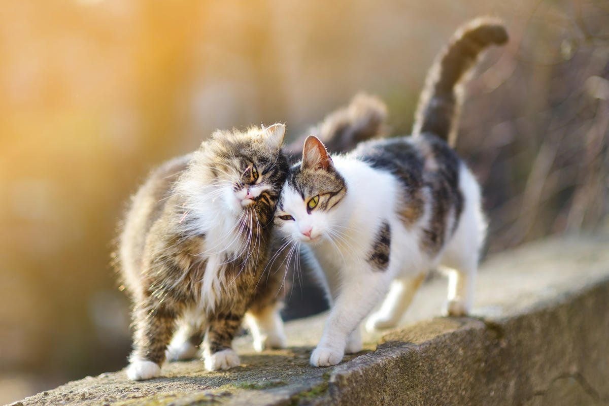 Какие кошки любишь. Котики. Ласковая кошка. Нежная кошка. Ласковый котенок.