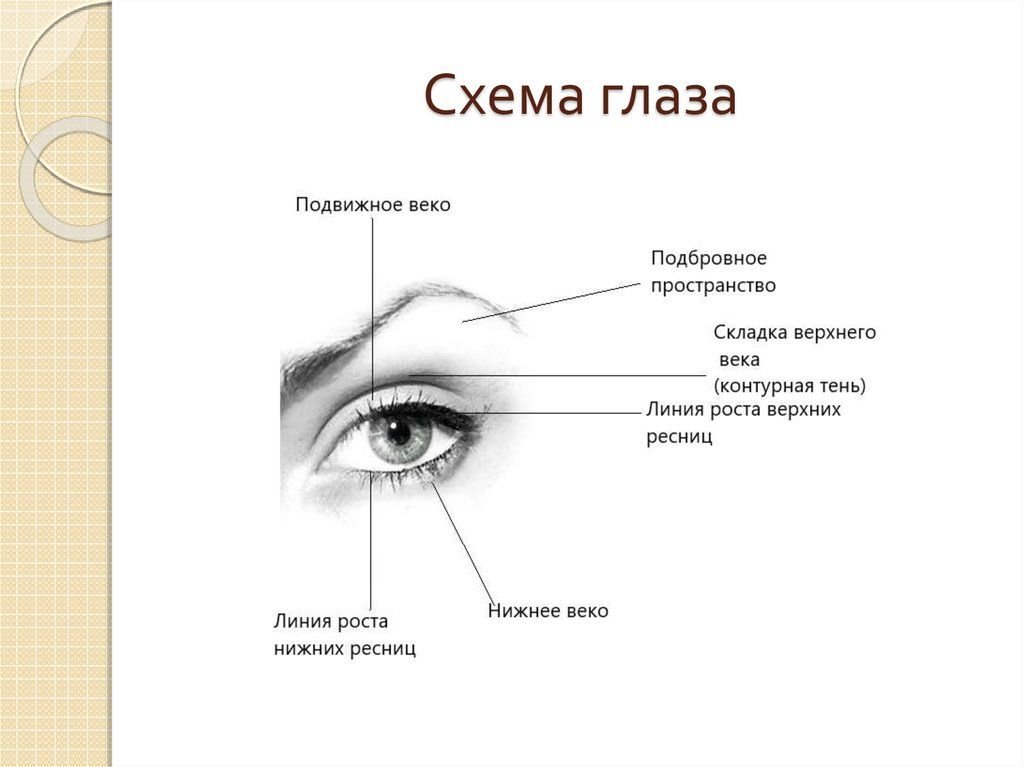 Откуда век. Строение глазного века схема. Строение глаза визаж. Нижнее веко схема. Строение глаза для макияжа.