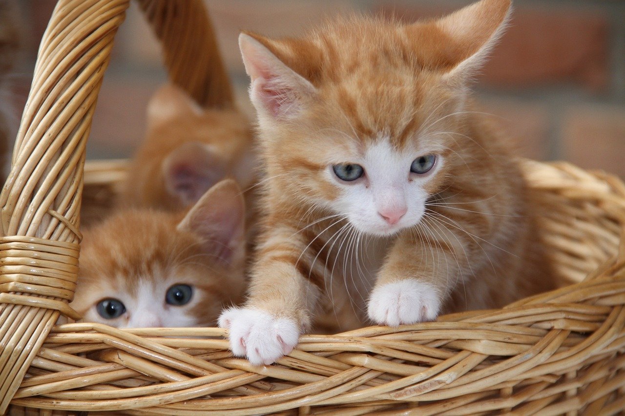 Покажи кот котенка. Рыжий котёнок. Милые котики. Милый котенок. Милые рыжие котята.
