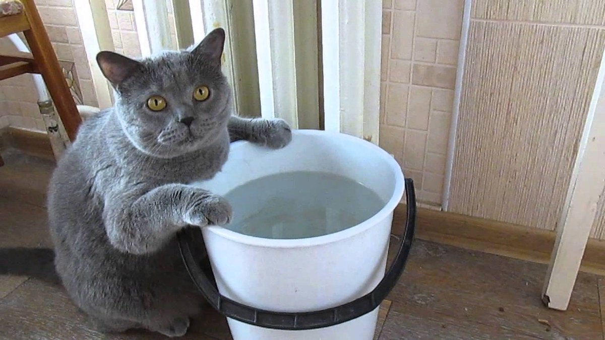 Кот в ведре с водой