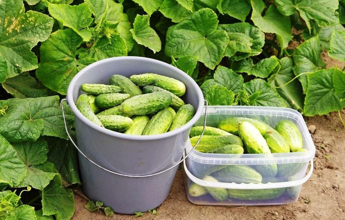 огурцы сорт урожайная грядка. бодринг иссикхона. огурец коринто ф1. урожай огурцов. как вырастить урожай огурца.