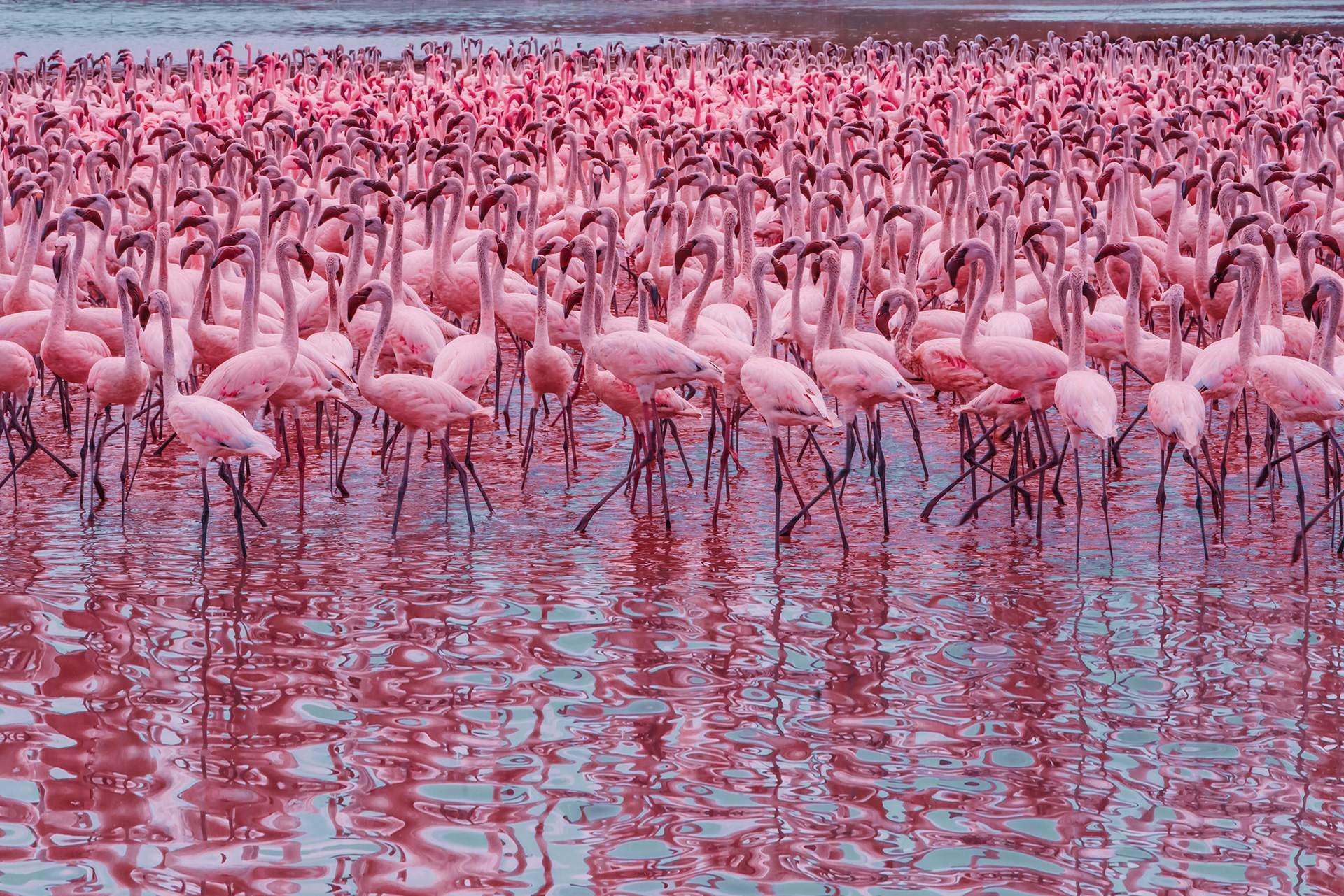 Кения озеро с Фламинго