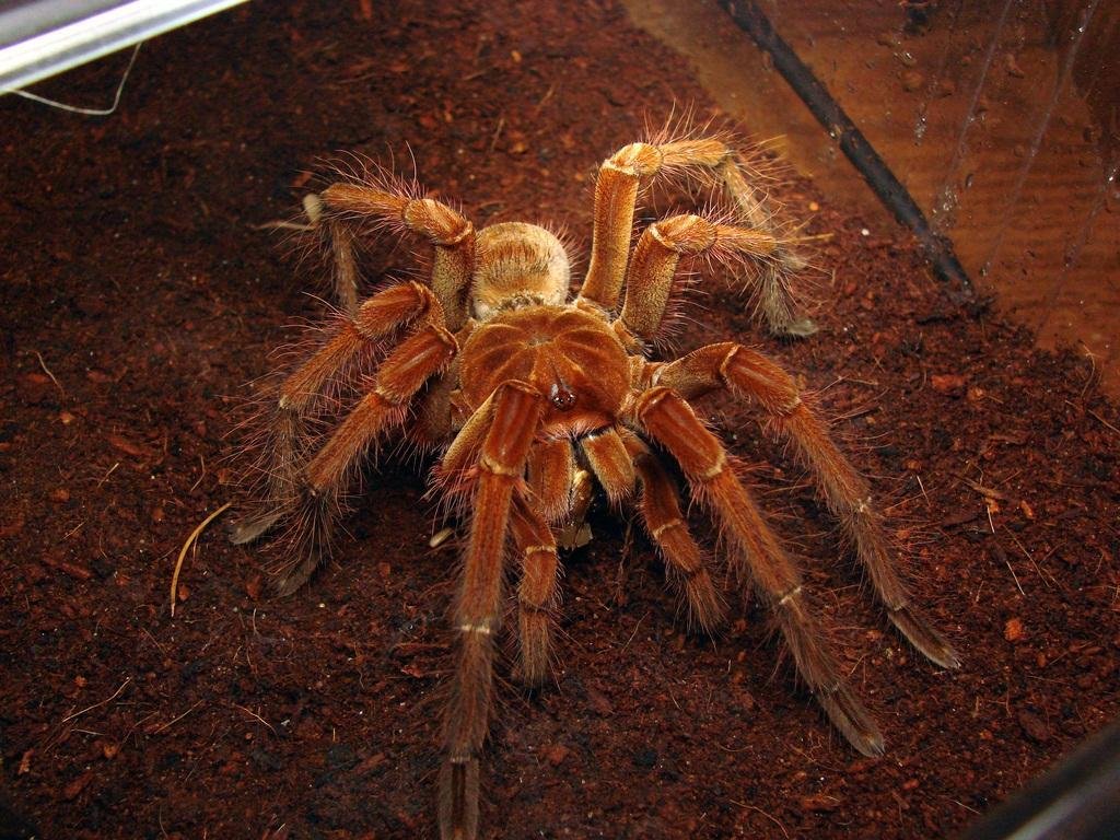 Фото страшных пауков и больших размеров