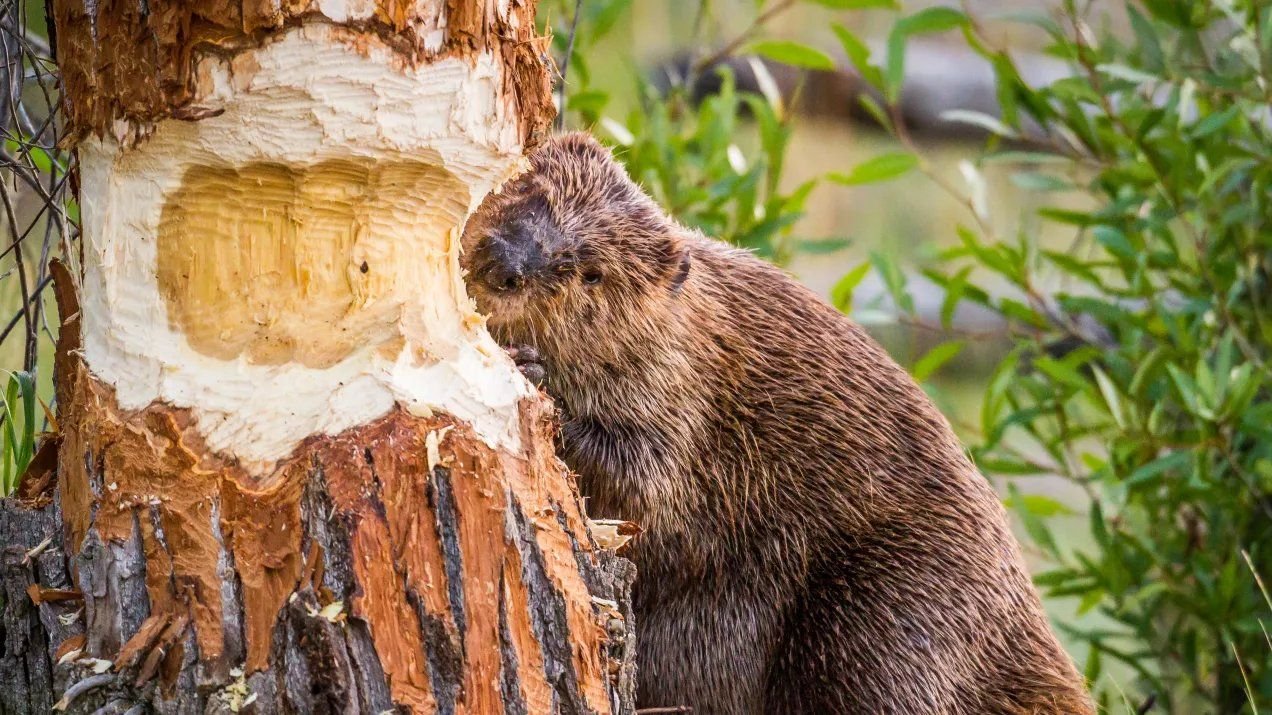 Канадский Бобр (Castor canadensis)