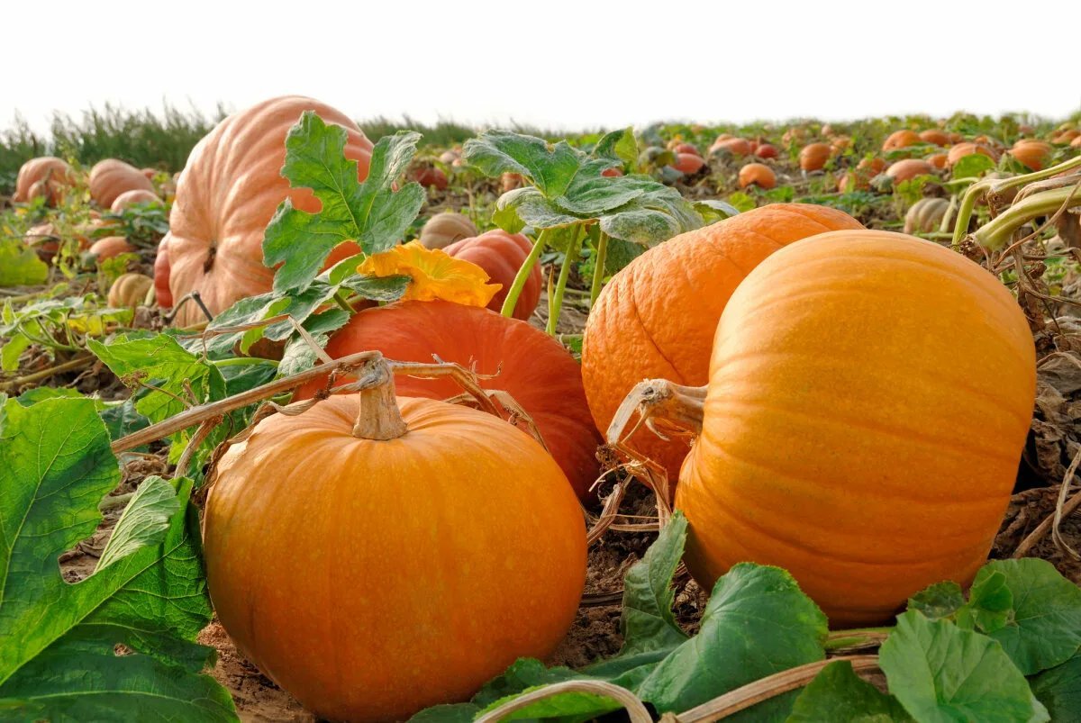 Pumpkin. Тыква крупноплодная Атлант. Тыква Титан. Тыква Стофунтовая. Тыква Кинг сайз.