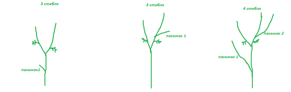 Два стебля. Формировка томата в 4. Формирование томата в четыре ствола. Формирование помидор в 3 ствола. Как формировать томат в 3 ствола.