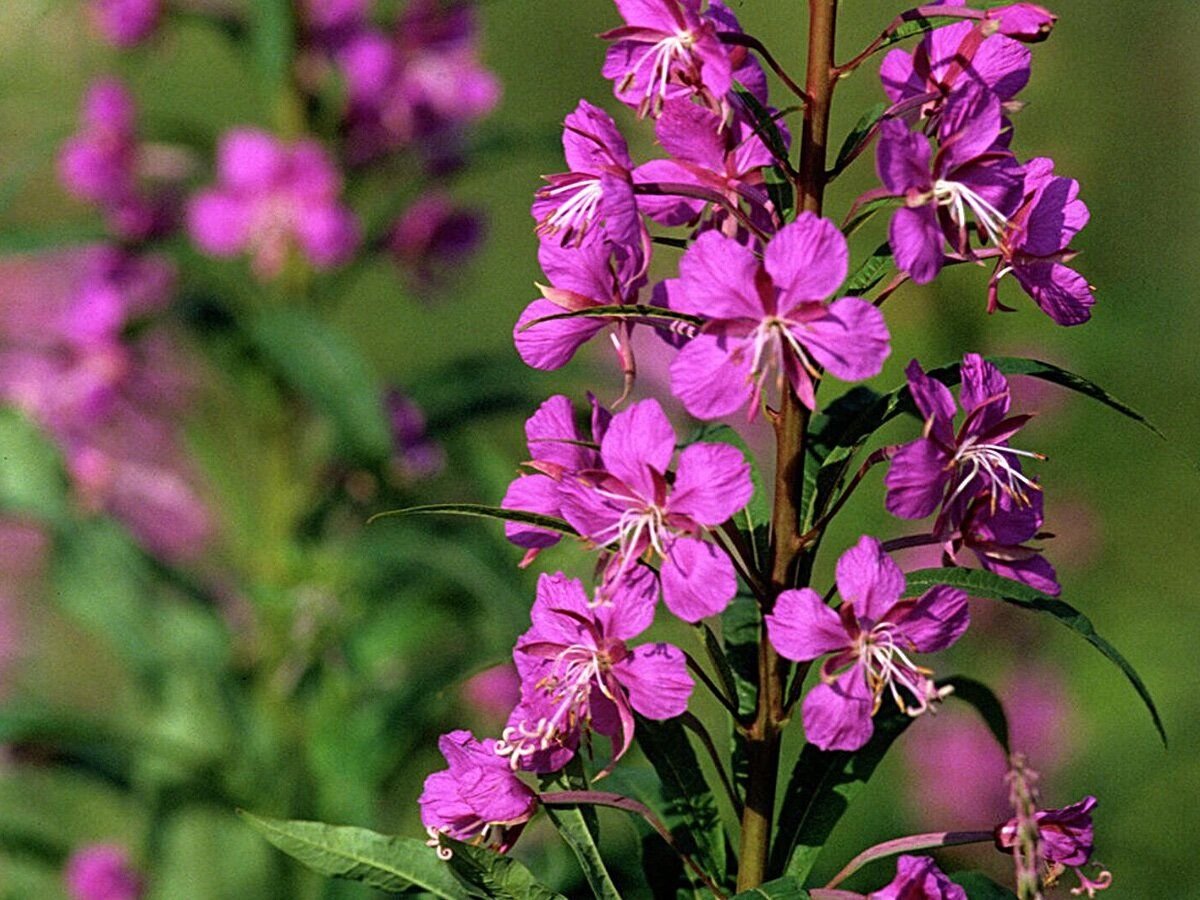 иван чай фото описание растения крупным планом