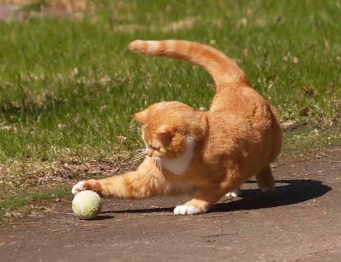 Кот хочет поиграть. Котик с мячиком. Кошка играется. Мячики для кошек. Рыжий кот и мячик.