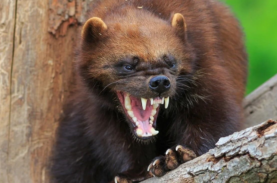 самое милое но опасное животное. австралийская гиеновидная собака. лемур лори маленький. Bush baby галаго. самых опасных животных в мире.