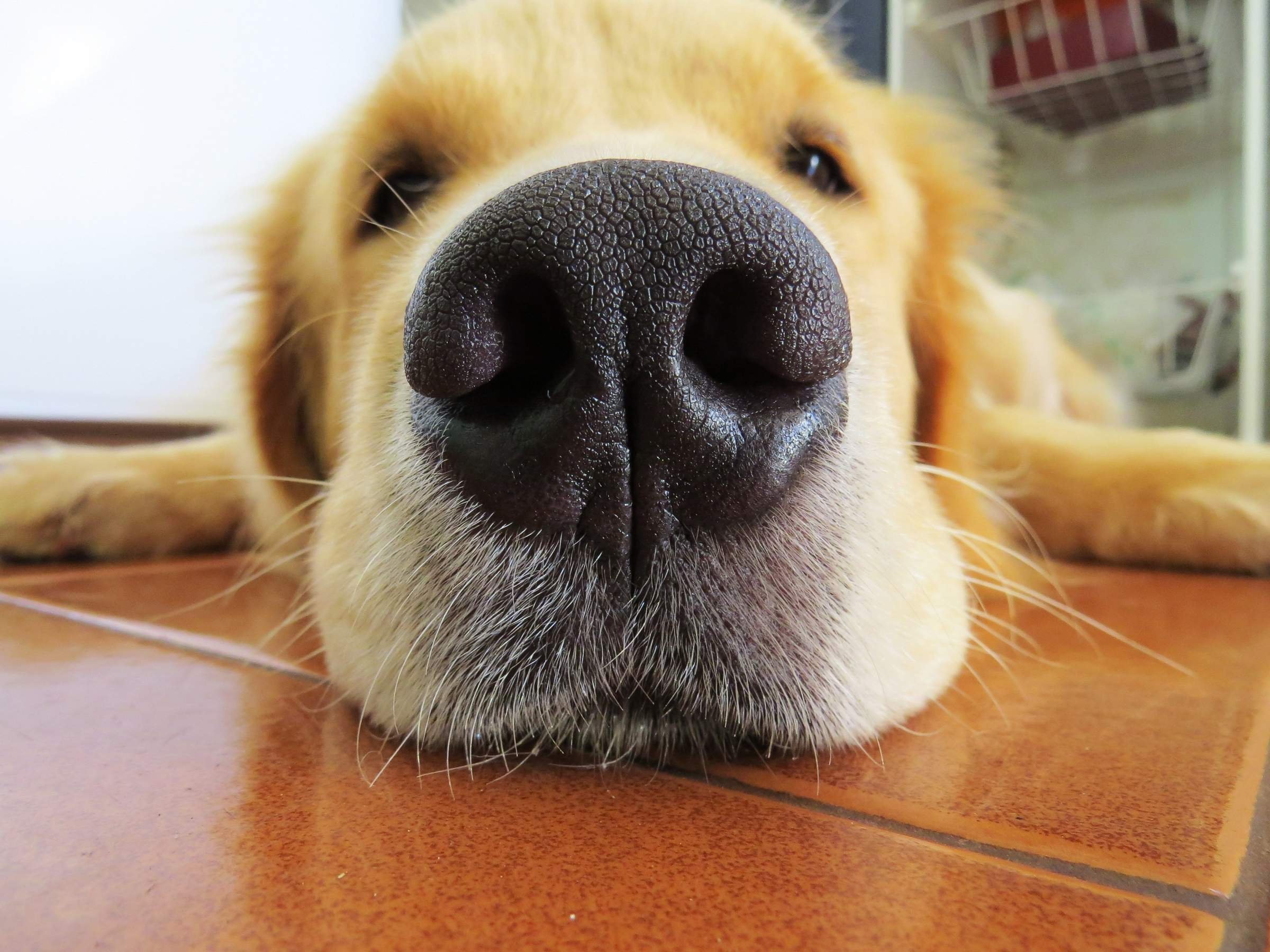 Почему у собаки мокрый нос. Золотистый ретривер щенок. Золотистый ретривер улыбака. Золотистый ретривер нос. Собачий нос.