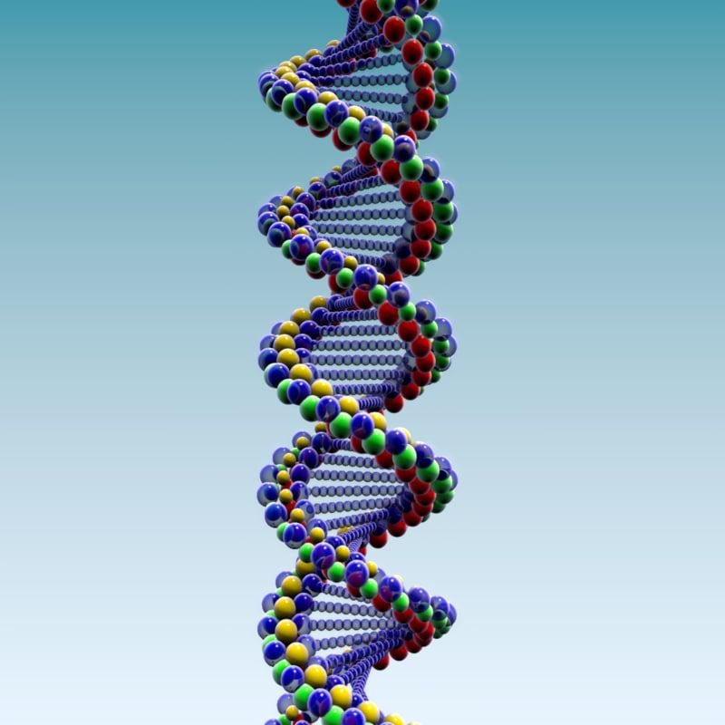 Варианты днк. DNA 3d. Двухцепочечная модель ДНК. Двойная спираль молекулы ДНК. Модель структуры ДНК.