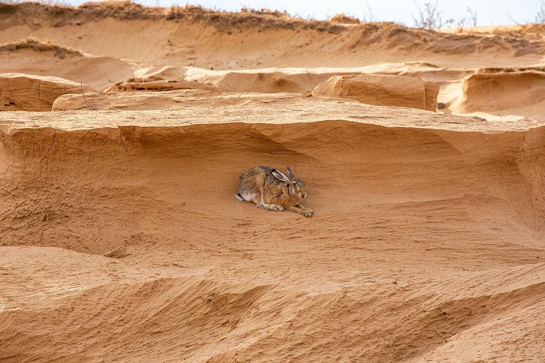 Животные обитающие на поющих Песках у д. Атары