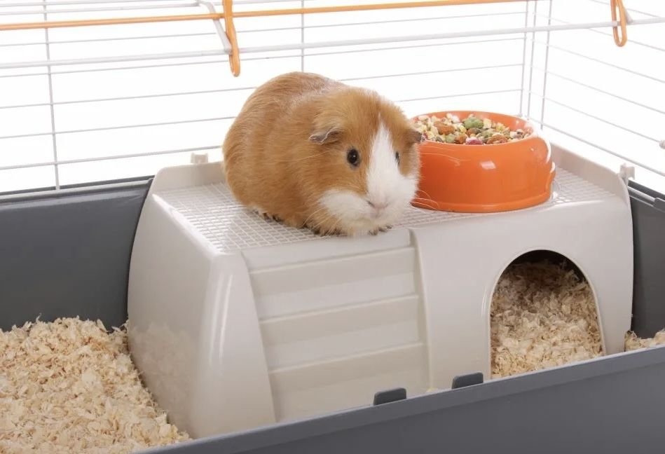 Домашняя белка дегу в клетке. Домашние кролики декоративные. Содержать дома. Клетка для карликового кролика. Перепела в квартире.