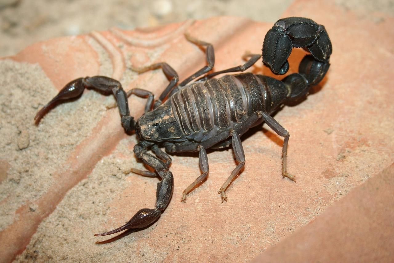 Виды скорпионов названия и фото