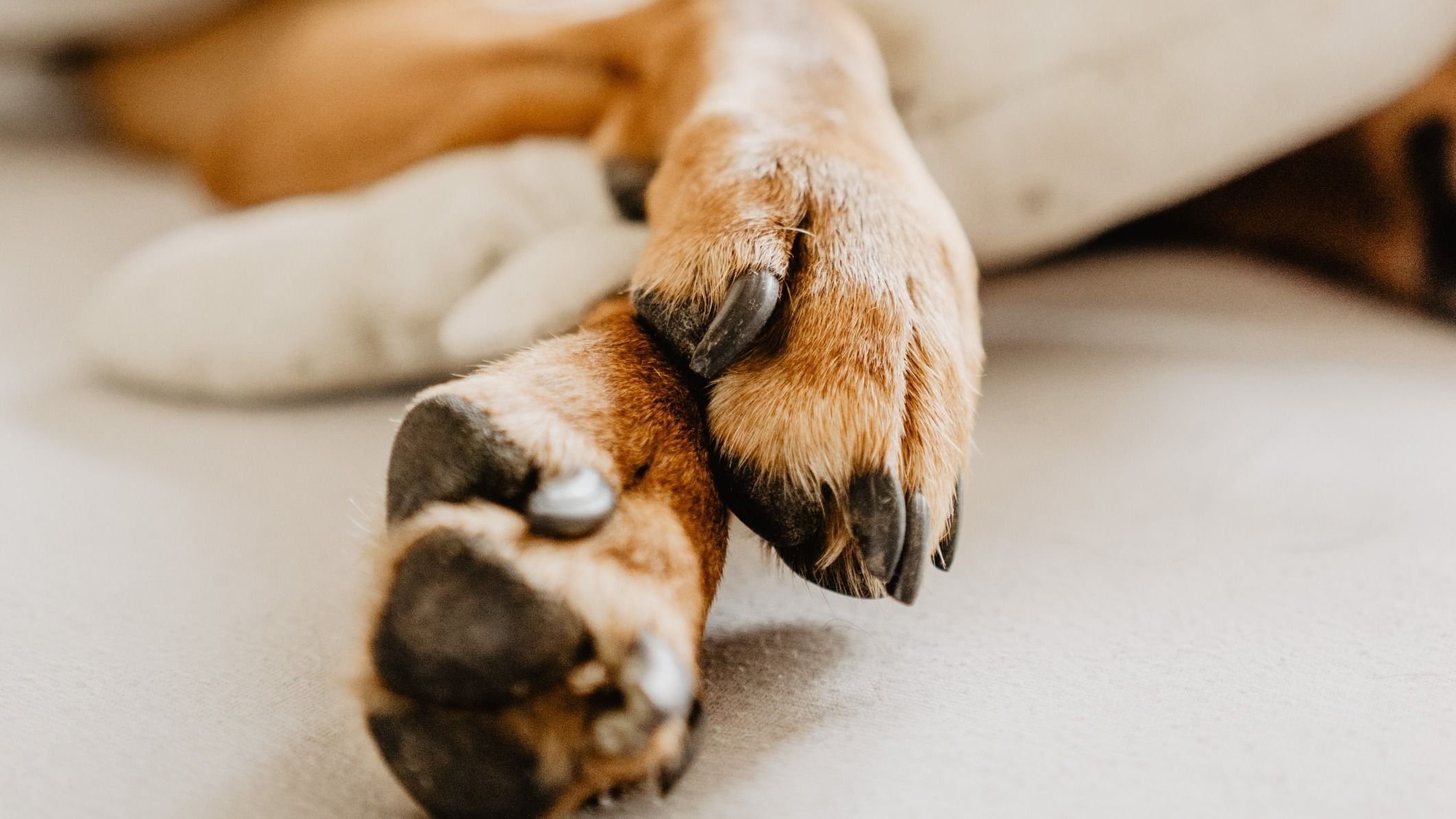 Подпиливание когтей у собак. Лапы кошки и собаки. Собаки и мебель рваная. Обрезка когтей у собак. Почему собака грызет свои когти.