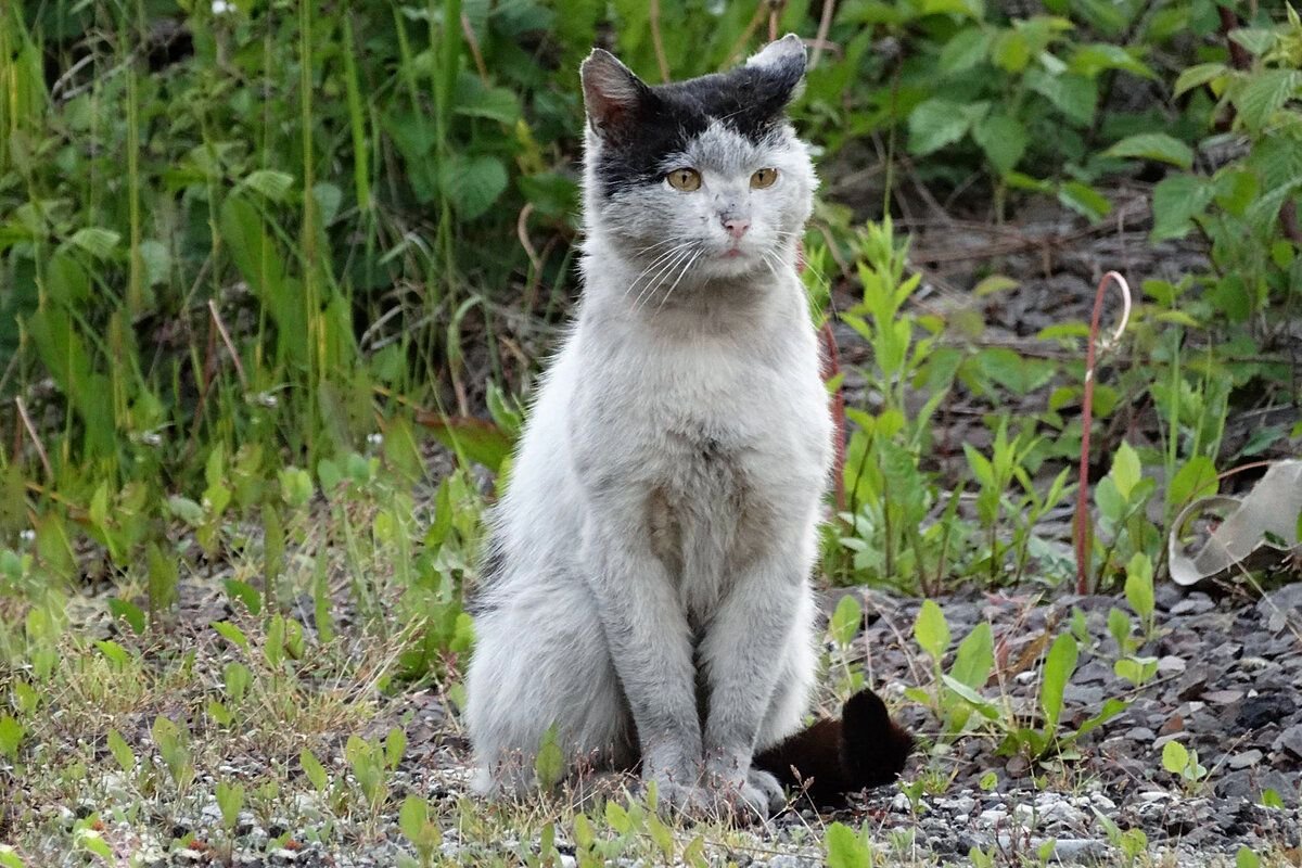 Фото грязных котов