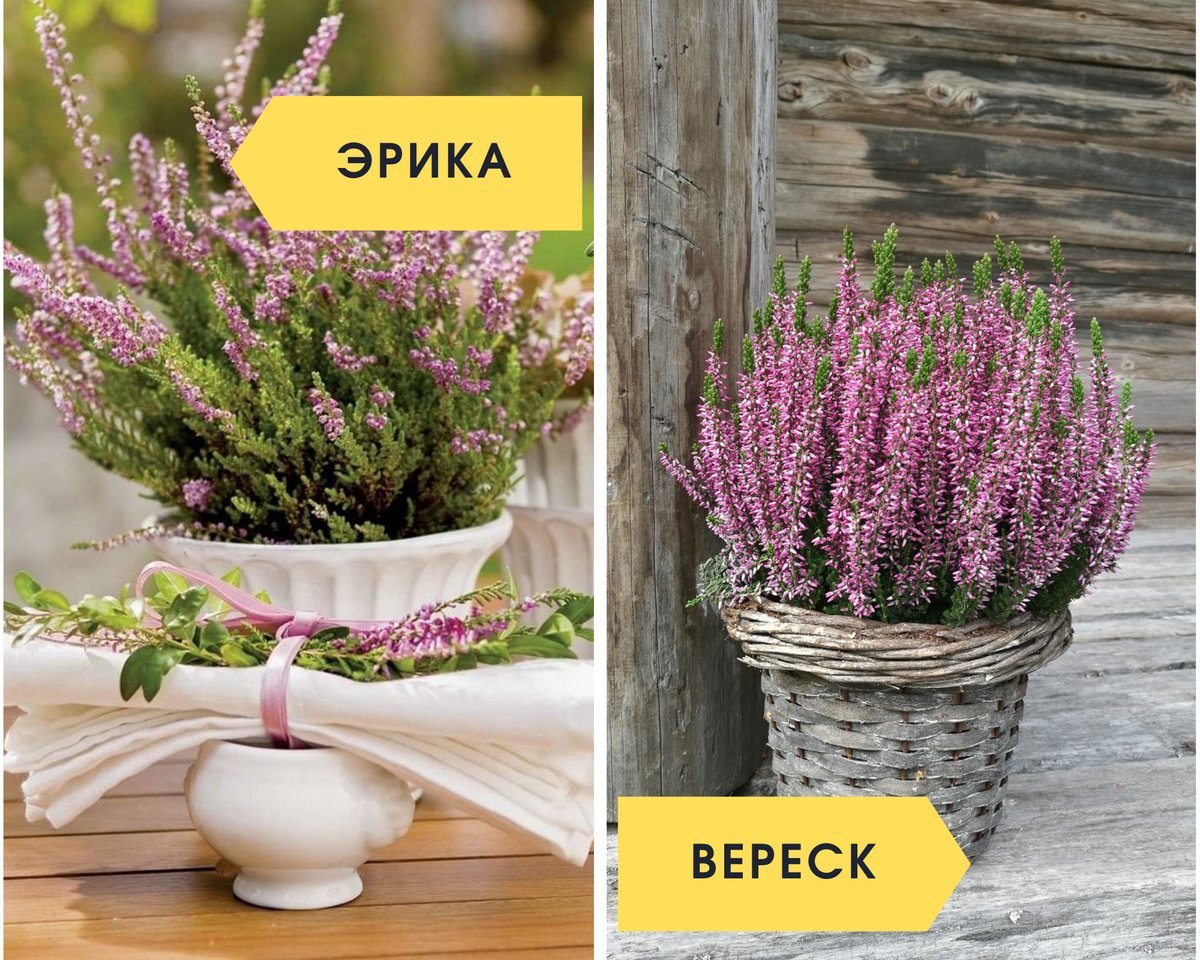 Вереск анна мария