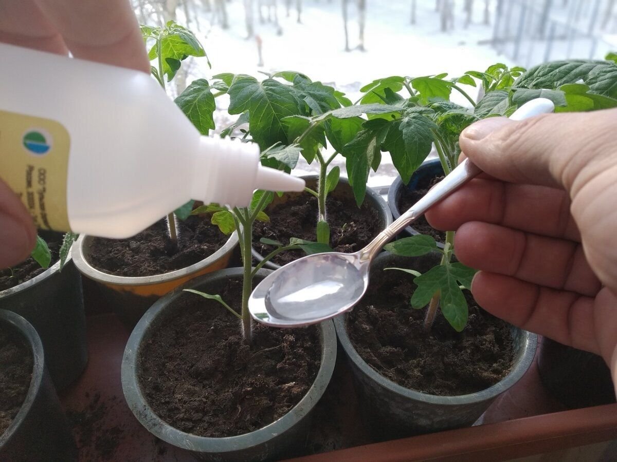 Обработка растений перекисью водорода от вредителей в теплице