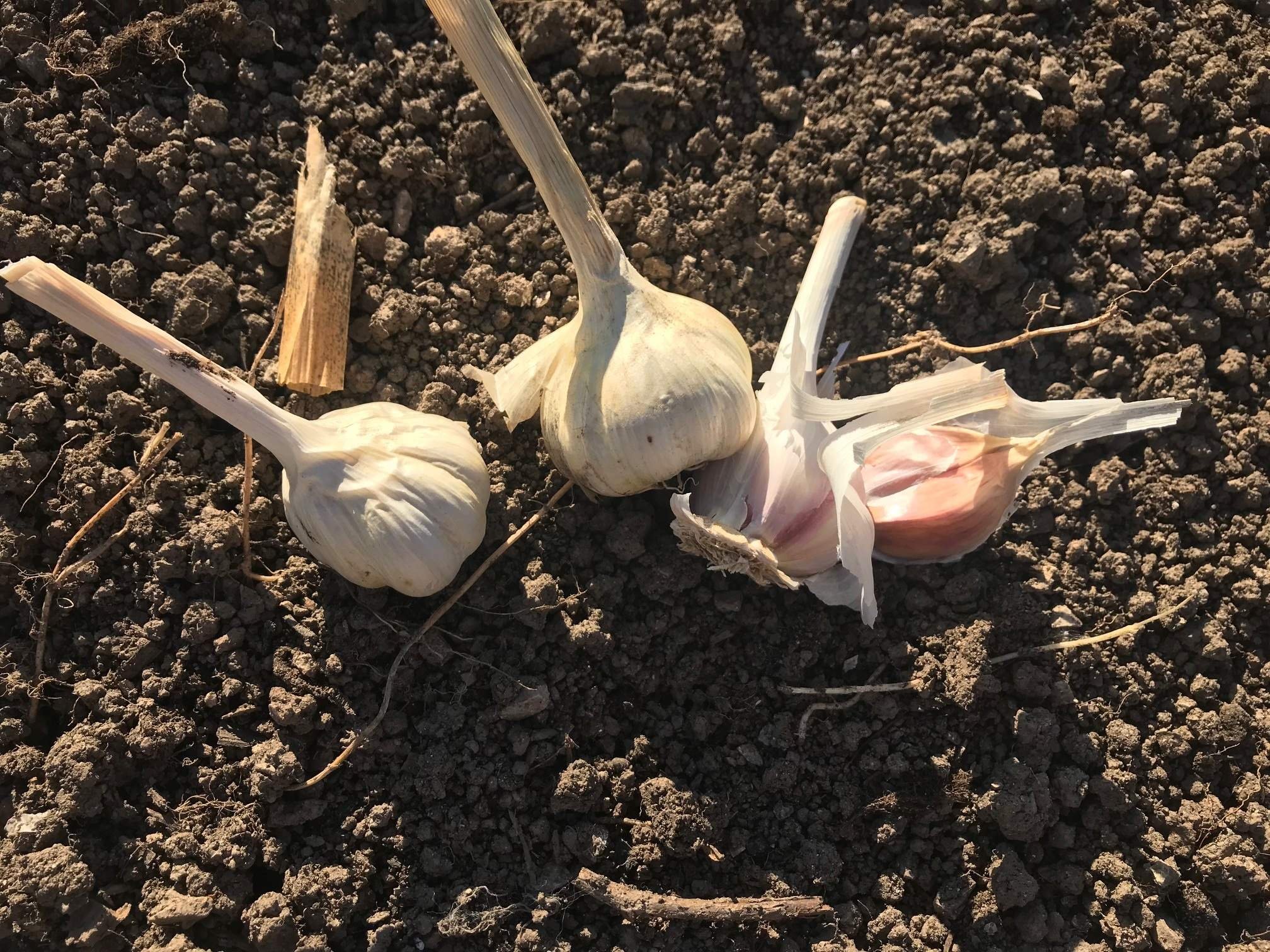 Посадка чеснока осенью. Чесночное размножение. Какую почву чеснок. Подготовка грунта для посева озимого чеснока. Какую почву чеснок.