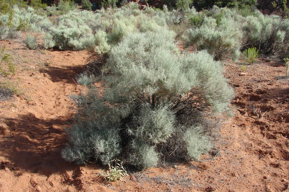 Kochia californica в пустыне