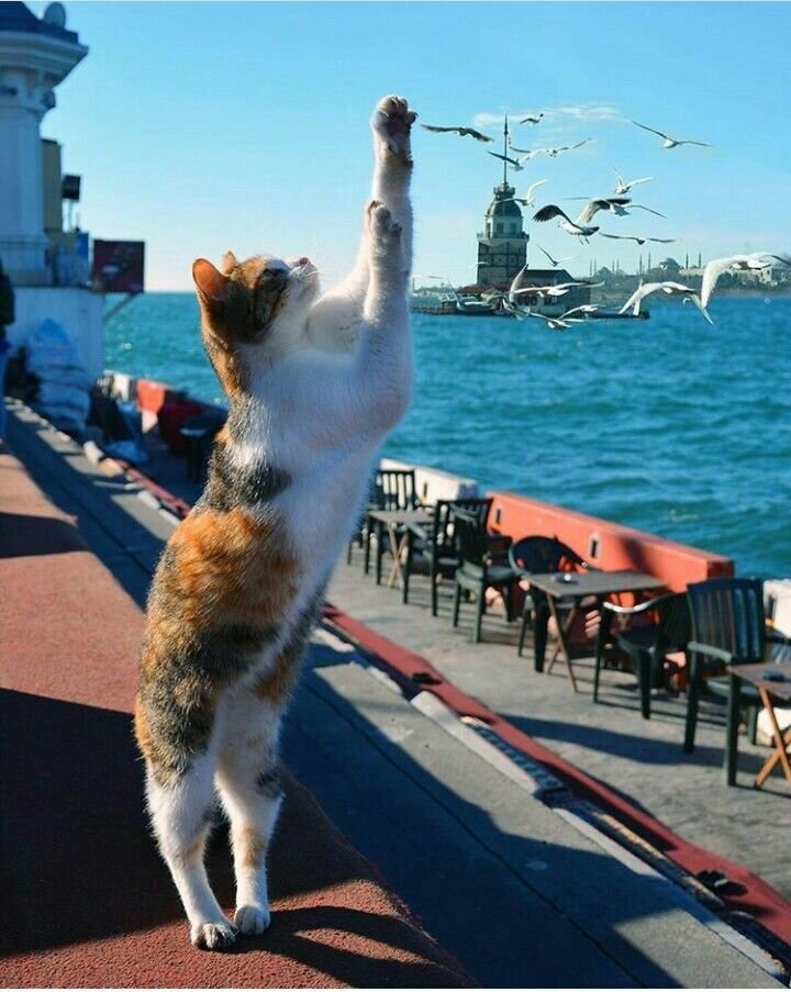 Коты в стамбуле