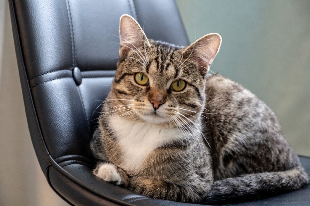 Как исправить царапины на мебели после кота | Творческий холерик Пульс ...