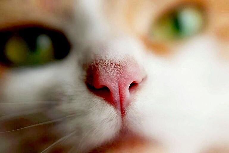 Картинка кошачий нос