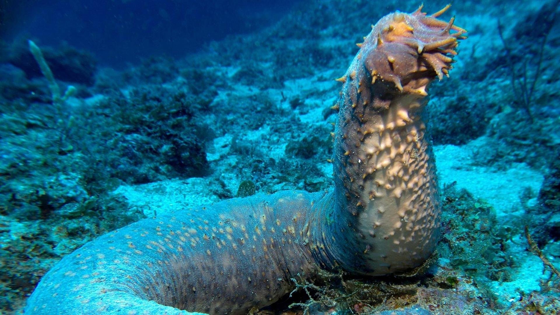 Sea cucumber. Животные которые умеют дышать.