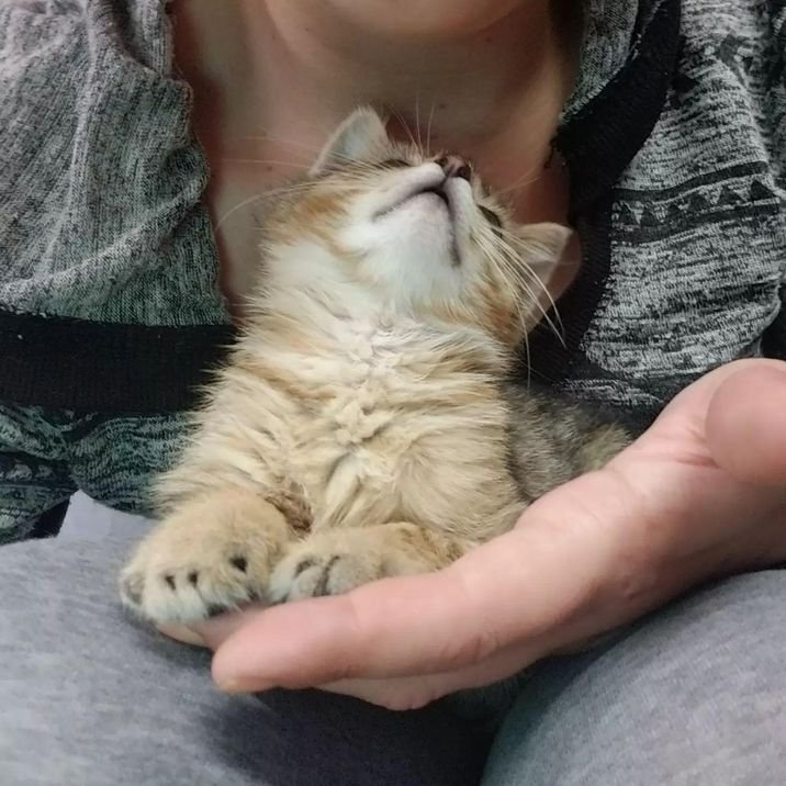 Как живут котята. Котёнок без жизни. Котенок который живет на крыше