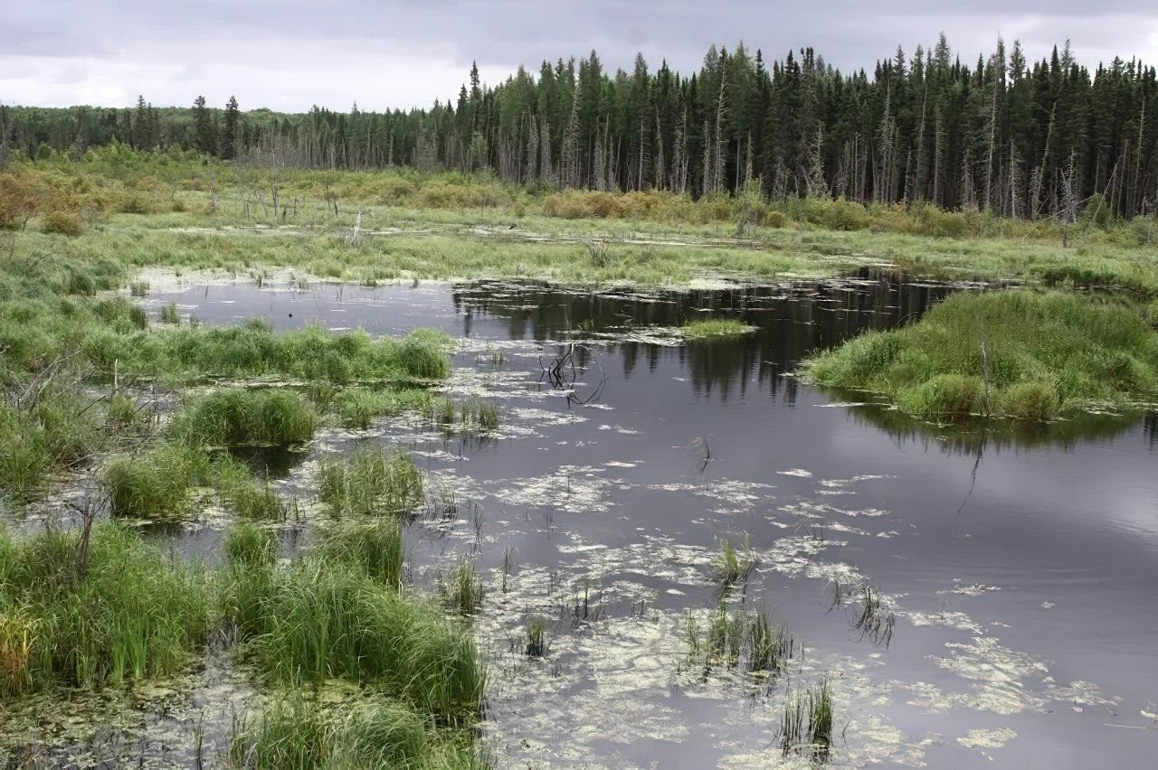 Находится в низине. Чертово болото Удмуртия. Таменгонтское болото клюква. Тахтинское болото.