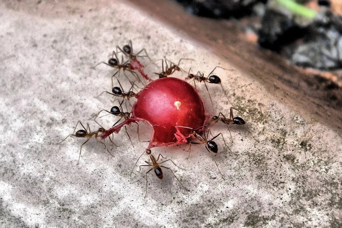 разновидности кузнечиков. насекомые чувствуют боль. кузнечик насекомое. тараканы чувствуют боль. жало, у насекомых.