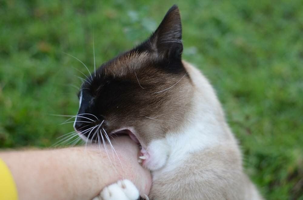 Кошка грызет. Кусачая кошка. Кот кусается. Котики кусаются.