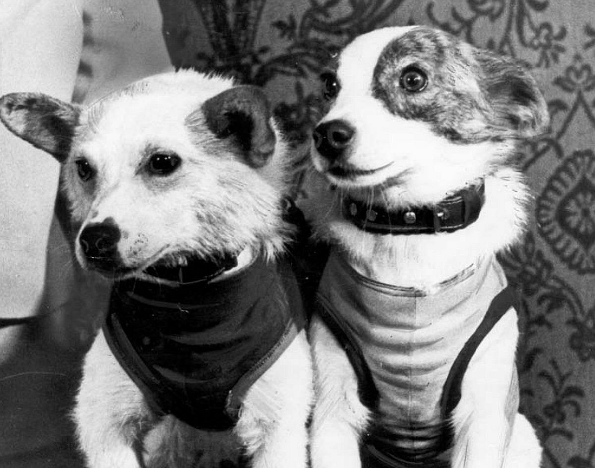 Белка и стрелка первые собаки в космосе